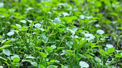 Fresh green watercress growing in natural pond. Close-up of fresh green watercress leaves growing in a farm