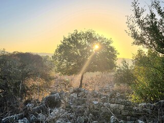 sunset in the forest
