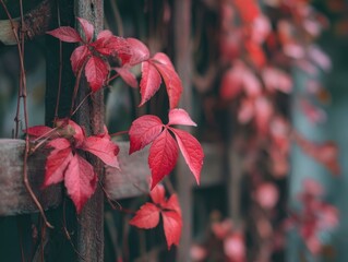 Deep Red Autumn Leaves Cascading Down a Wooden Trellis, Detailed View of Changing Foliage Against a Soft, Blurred Background