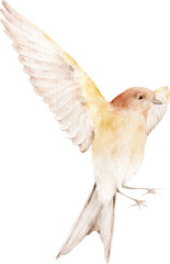 Flying bird illustration, hand-painted soft yellow and brown bird clipart
