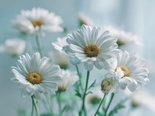 Vibrant White Daisies Soft Blue Background Delicate Blossoms Fresh Spring Flowers Indoor Setting Bright Clean Aesthetic Floral Arrangement Peaceful Atmosphere