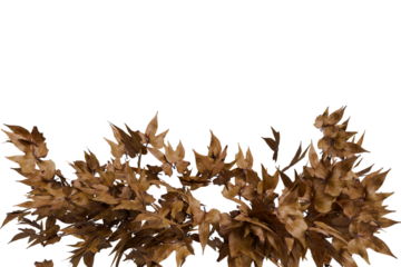 A detailed, textured garland of dried brown leaves, curving upwards isolated transparent background