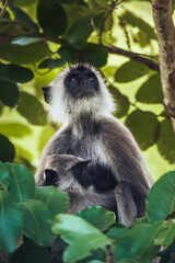 Gray Langur Mother and Baby Sitting in Tree with Green Foliage in Nature