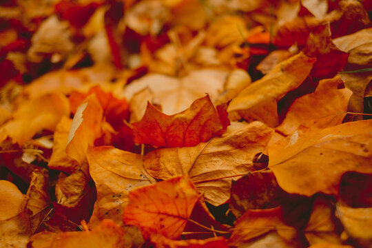 A pile of orange leaves on the ground. The leaves are scattered and some are larger than others. The image has a warm and cozy feeling, as if it's autumn and the leaves are falling from the trees - Powered by Adobe