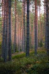 Tranquil Pine Forest in Autumn Light