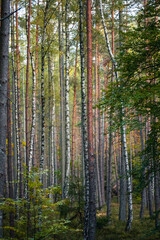 Autumn Pine and Birch Forest with Warm Seasonal Colors