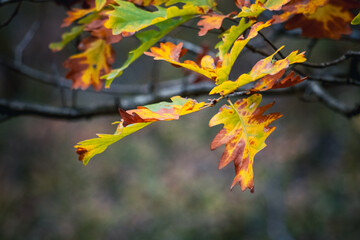 Oak Tree Branch with Autumn Leaves on Blurred Background – Fall Nature Scene