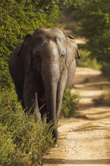 Fototapeta premium Solitary Elephant on Jungle Path in Udawalawe National Park, Sri Lanka