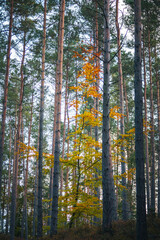 Tranquil Pine Forest in Autumn Light