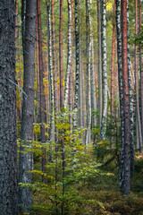 Autumn Pine and Birch Forest with Warm Natural Colors