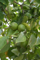 figs on tree