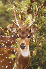 Close-Up Of Spotted Deer With Antlers In Lush Green Forest