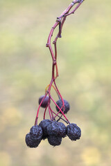 berries on an autumn branch