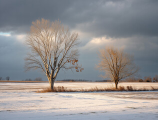 Winter landscape with two trees in golden hour light, snowy field and dramatic stormy sky, fine art photography inspired by Micki Fukuda&rsquo;s style.