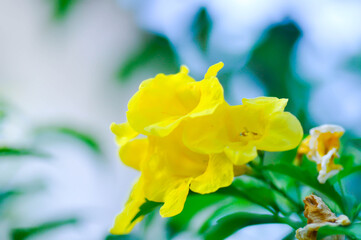 Fototapeta premium Trumpet vine, Yellow bell or Yellow elder or tecoma stans or yellow flower