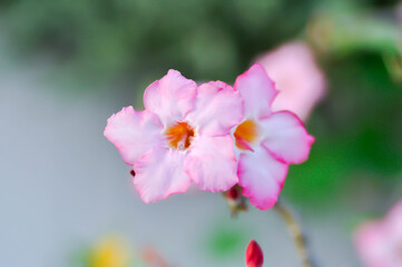 Adenium obesum , Desert rose or Mock Azalea or bignonia or Impala lily or APOCYNACEAE or pink Adenium
