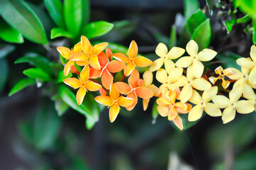 Obraz premium Ixora chinensis Lamk, Ixora spp or Zephyranthes or West Indian Jasmine and orange flower and yellow flower