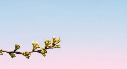 Delicate twig with fresh buds against a soft pink blue sky - spring renewal concept for seasonal greetings wellness posts nature blogs and inspirational headers with comfortable copy space
