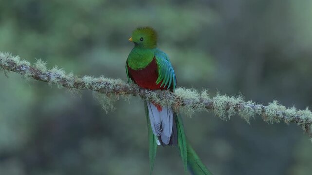 resplendent quetzal male on lichens covered branch, close 159