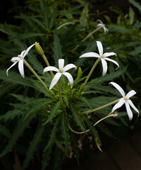 white flowers in the garden