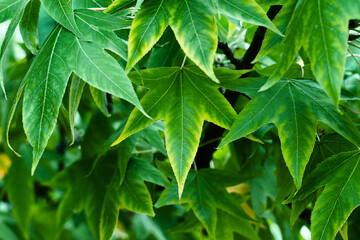 Green yellow liquidambar sweet gum tree leaves. Leaf vein pattern and natural texture close up. 