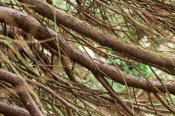Dense tree branches in a forest with thick and thin twigs close up