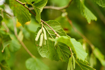 Hazel catkins on blooming tree branch with green leaves in forest. Corylus avellana