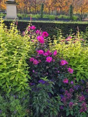 season flowers in Luxembourg garden of Paris at October 