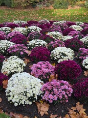 season flowers in Luxembourg garden of Paris at October 