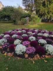 season flowers in Luxembourg garden of Paris at October 