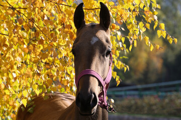 Brown horse portrait in autumnal park with yellow leaves in the background