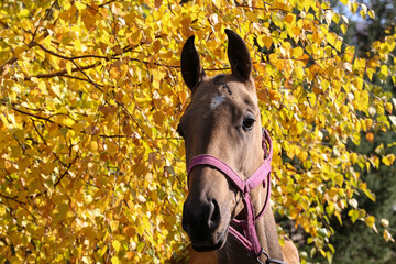 Brown horse portrait in autumnal park with yellow leaves in the background