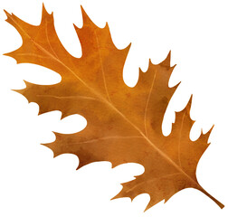 Watercolor Autumn Oak Leaf Clipart
