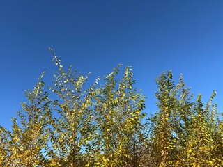 autumn leaves against blue sky