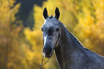 Beautiful gray horse standing on the sand in the autumn forest.