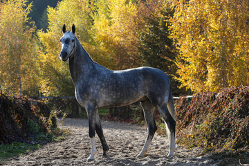 Beautiful gray horse standing on the sand in the autumn forest.