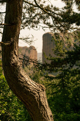 Beautiful view of the valley from the forest in summer
