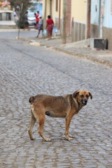 Obraz premium Stray dog ​​in Cape Verde