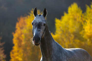 Beautiful gray horse standing on the sand in the autumn forest.