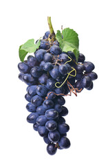 Bunch of grapes isolated on white background