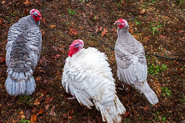 Top down look at three male turkeys on an autumn day in southwest Missouri. Bokeh.