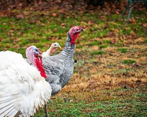 Three domestic turkeys enter the frame at the lower left corner. All three look as if they are out on a serious mission. Bokeh.