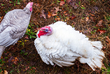 Top down view of a slate grey and a white turkey on a fall day in Missouri. Bokeh.
