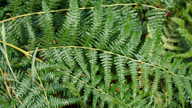 Macro image of green Bracken fronds, Cumbria, England
