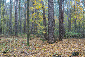 Autumn Forest Floor with Fallen Leaves