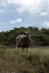 A dark brown sheep, which has not been sheared for a long time, stands in a meadow with trees and a blue sky in the background.
