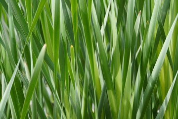 close up of green grass