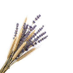 Bunch of Wheat Stalks and Lavender Sprigs, with Purple Flowers, isolated on white or transparent background. PNG