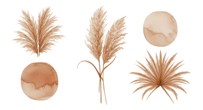 Watercolor illustration of pampas grass and abstract circles in shades of brown, perfect for design.