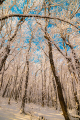 A magnificent forest in the winter season